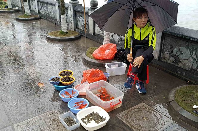 Rùa, cá vừa phóng sinh bị vợt ngay trước mắt tại chùa Trấn Quốc
